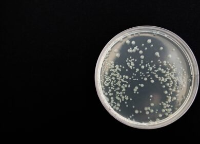Dillon Biotecnologia заставила работать бактерию