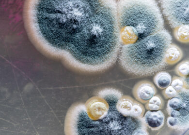 Ученые превратили бактерию в эффективный фунгицид