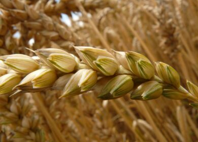 Урожаю пшеницы в Румынии грозит стагнация