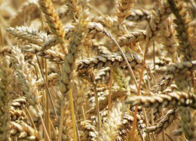 Посевы яровых культур в Смоленской области приблизились к 164 тыс. га