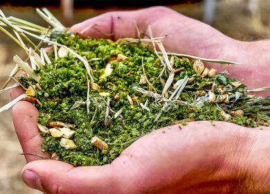 Американский стартап занялся «суперрастениями»