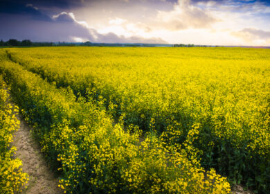 Israel Chemicals и PlantArcBio разработали перспективные биостимуляторы
