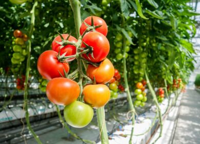 Полезные микробы защитят растения от патогенов