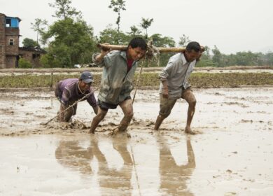 Сельское хозяйство Непала находится на грани катастрофы