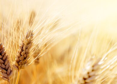 Урожай зерновых культур в Великобритании упадет