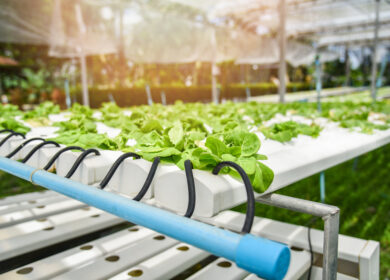 Во Франции заработала лаборатория вертикального выращивания