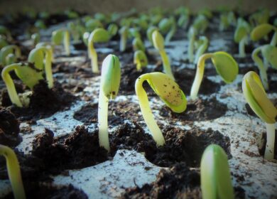 Summit Agro USA вывела на рынок перспективный фунгицид