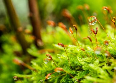 Микробы помогут спасти торфяники