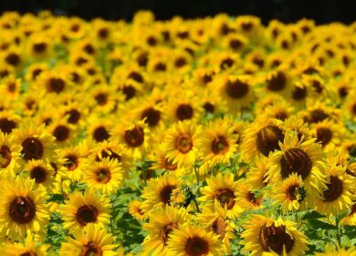 Россия может запретить ввоз семян