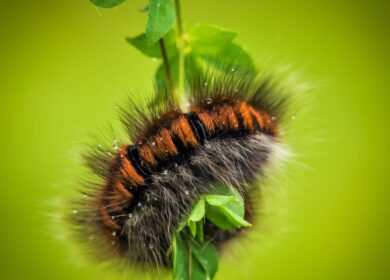 Американские ученые научились бороться с гусеницами