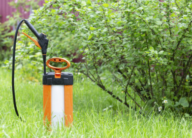 Британские ученые озаботились защитой растений