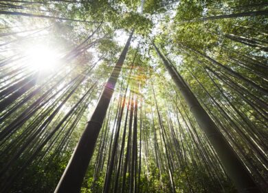 Petrobras ищет покупателей на калийные залежи