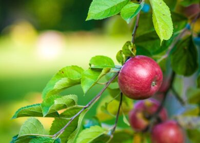 В Великобритании хотят отозвать популярный пестицид