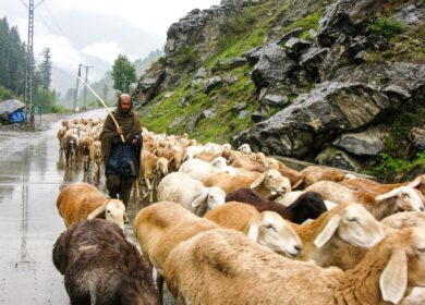 Правительство Пакистана обсуждает проблемы с субсидиями для фермеров