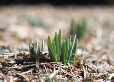 RLF AgTech разработала перспективную технологию обработки семян