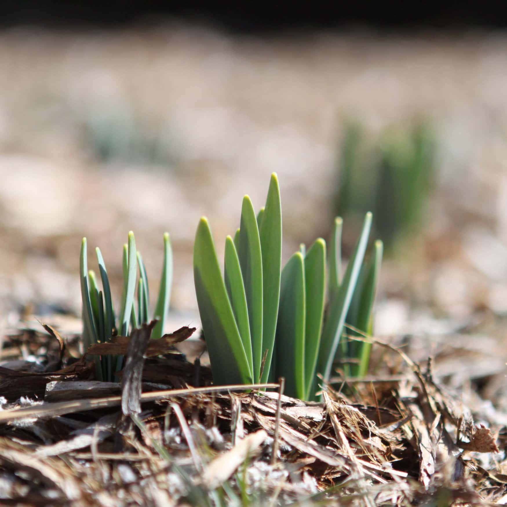 RLF AgTech разработала перспективную технологию обработки семян