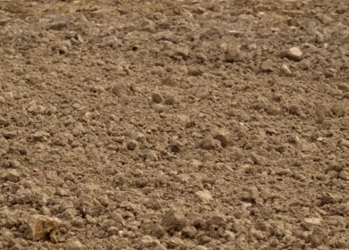 В Ростовской области идет сев озимых культур