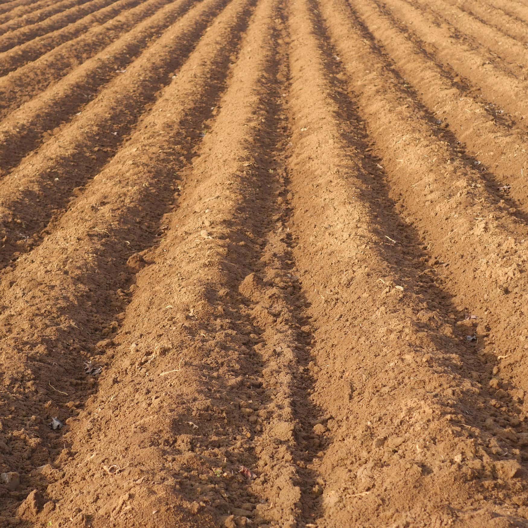 В Калининградской области ждут подорожания агрохимикатов