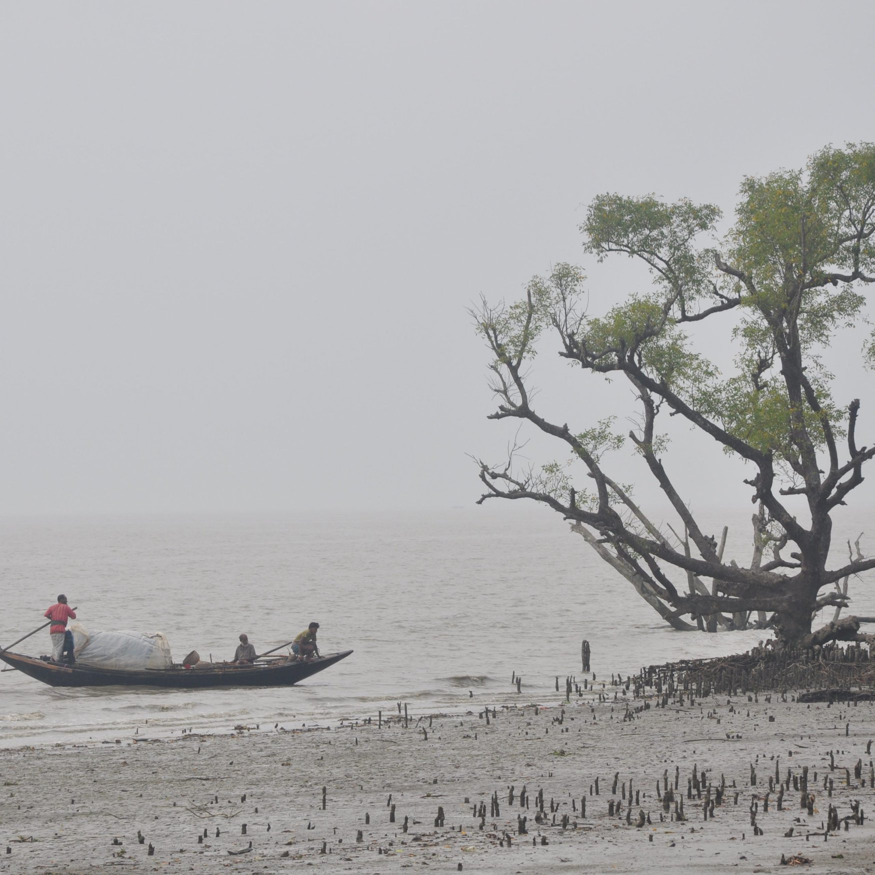 Бангладеш нарастит импорт агрохимикатов