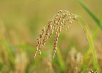 Урожаю риса в мире прогнозируется снижение