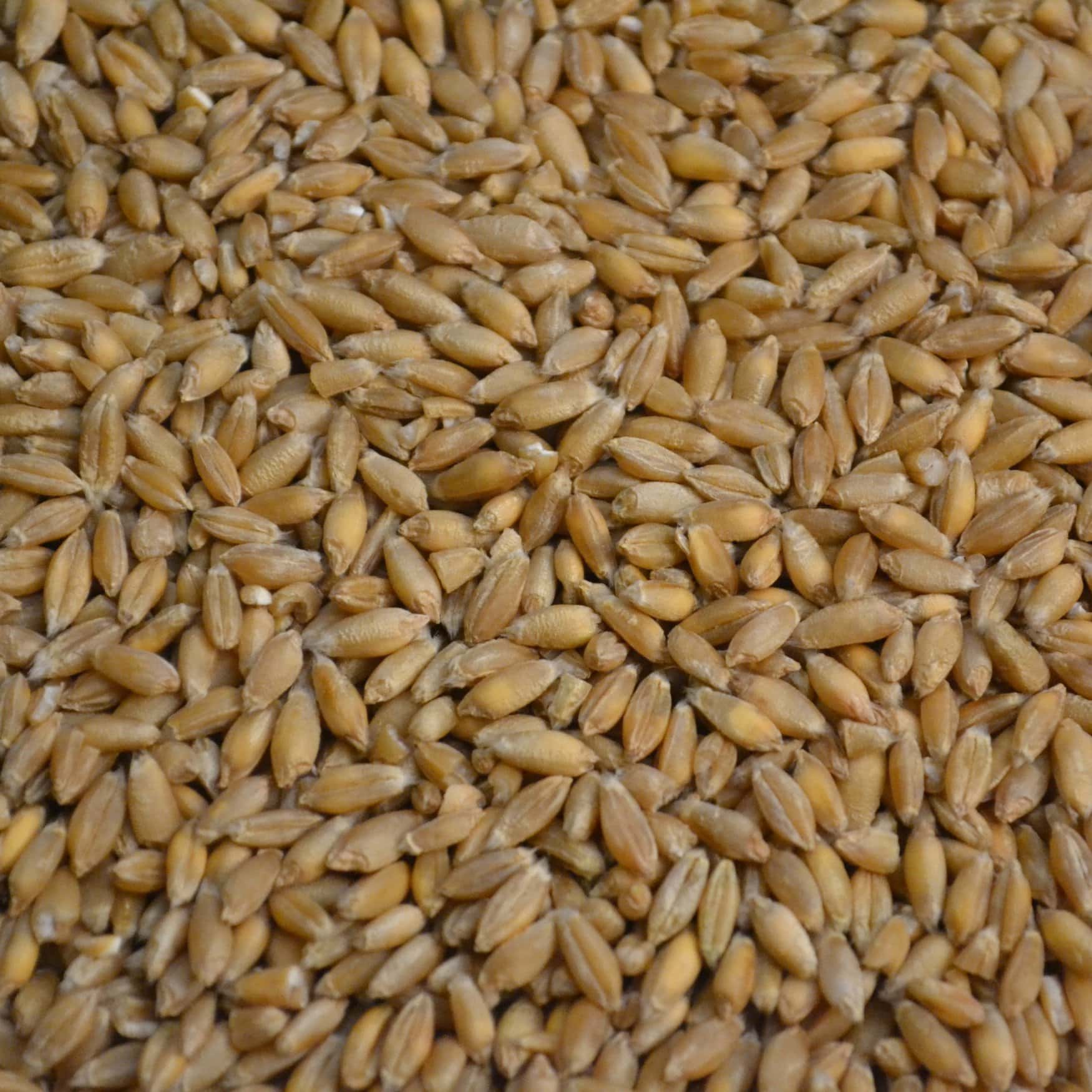 «Муза» запустит семенной завод в Курганской области