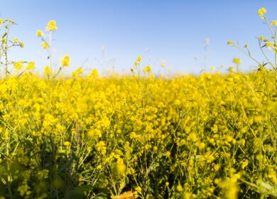 В Индии возникла нехватка диаммонийфосфата