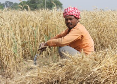 Фермеры Индии теряют интерес к хлористому калию