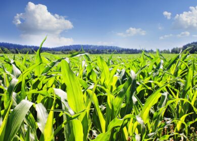 Indigo Agriculture начала сбыт своего первого биофунгицида