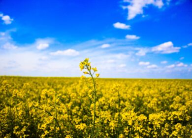В Индии разрешили выращивать генетически модифицированную горчицу