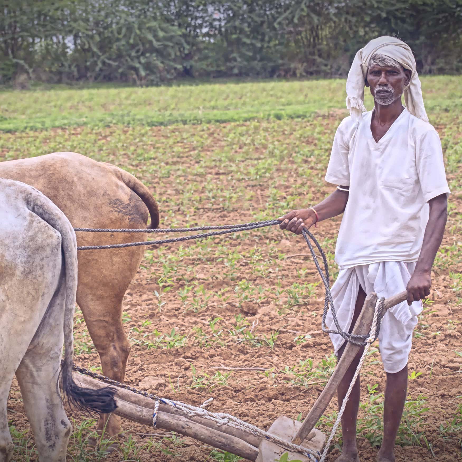 В Индии обсуждают отказ от заграничных пестицидов