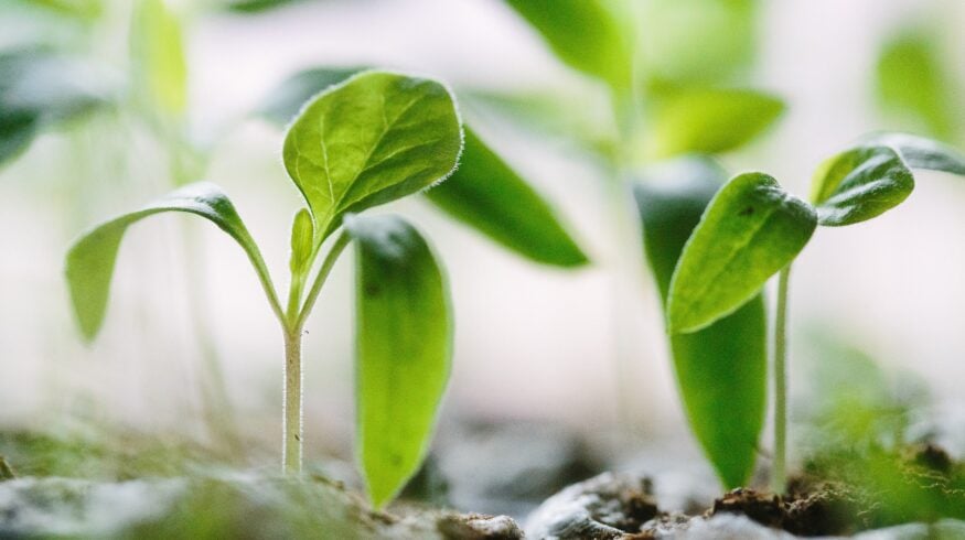 Harvest Agro начала продажи гормонального регулятора