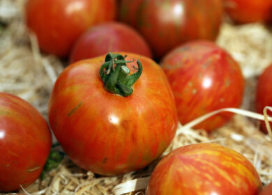 Best Agrolife запатентовала фунгицид против фитофтороза