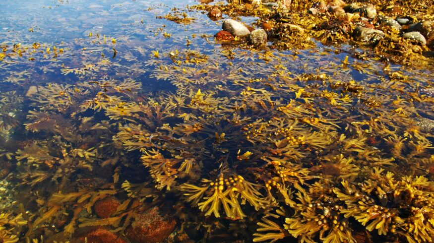 В России придумали водорослевое удобрение