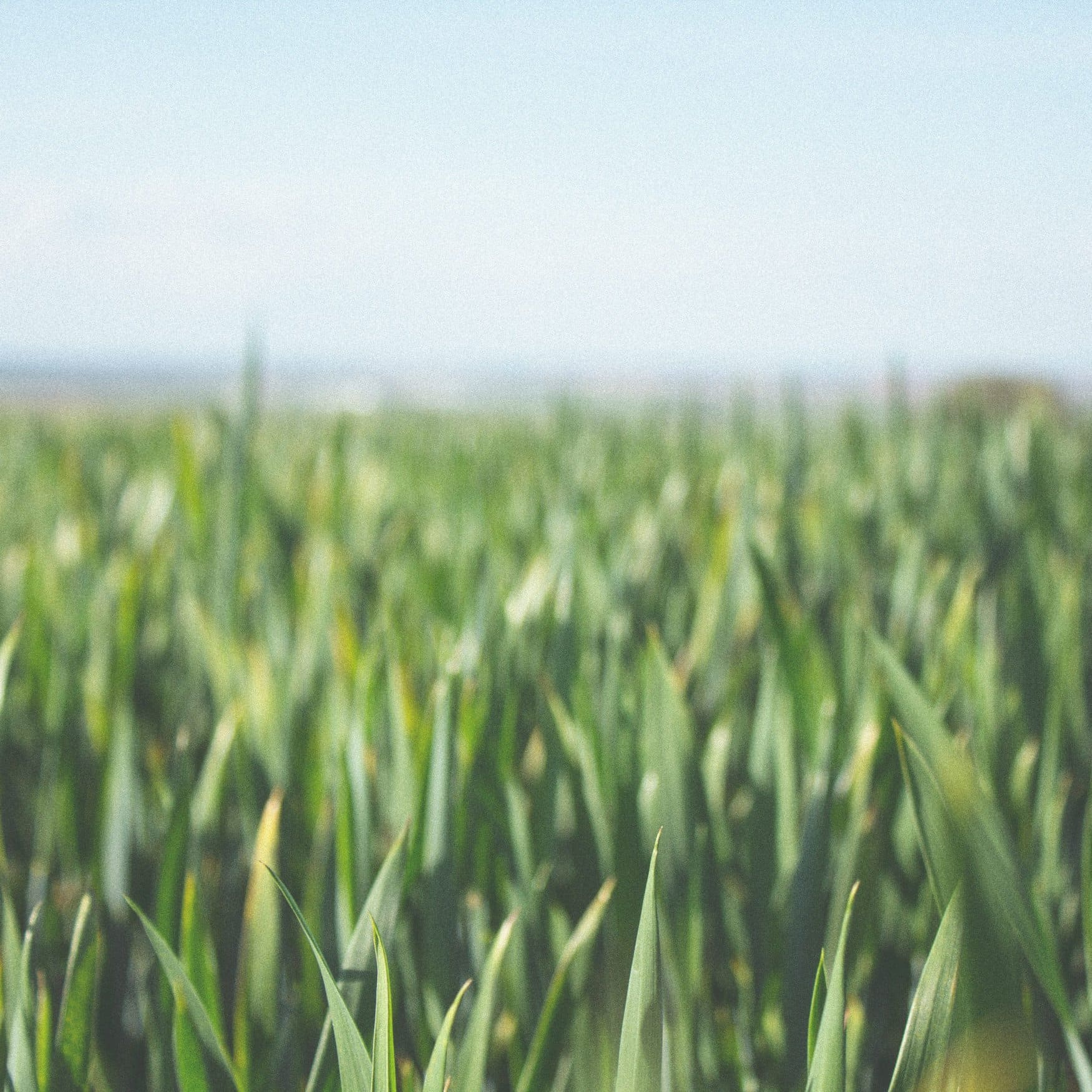 В Австралии нашли интересное применение уксусу