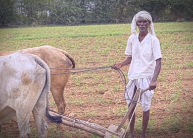 Дефицита диаммонийфосфата в Индии не ощущается
