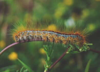 Bayer потерпел поражение от гусениц