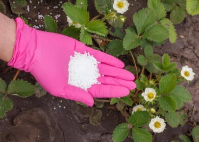 «Акрон» нарастил выпуск азотных удобрений на 8,8%