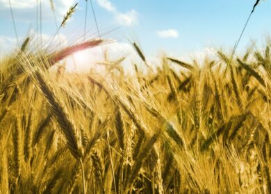 Закупки агрохимикатов в России в 2022 году выросли на 16%