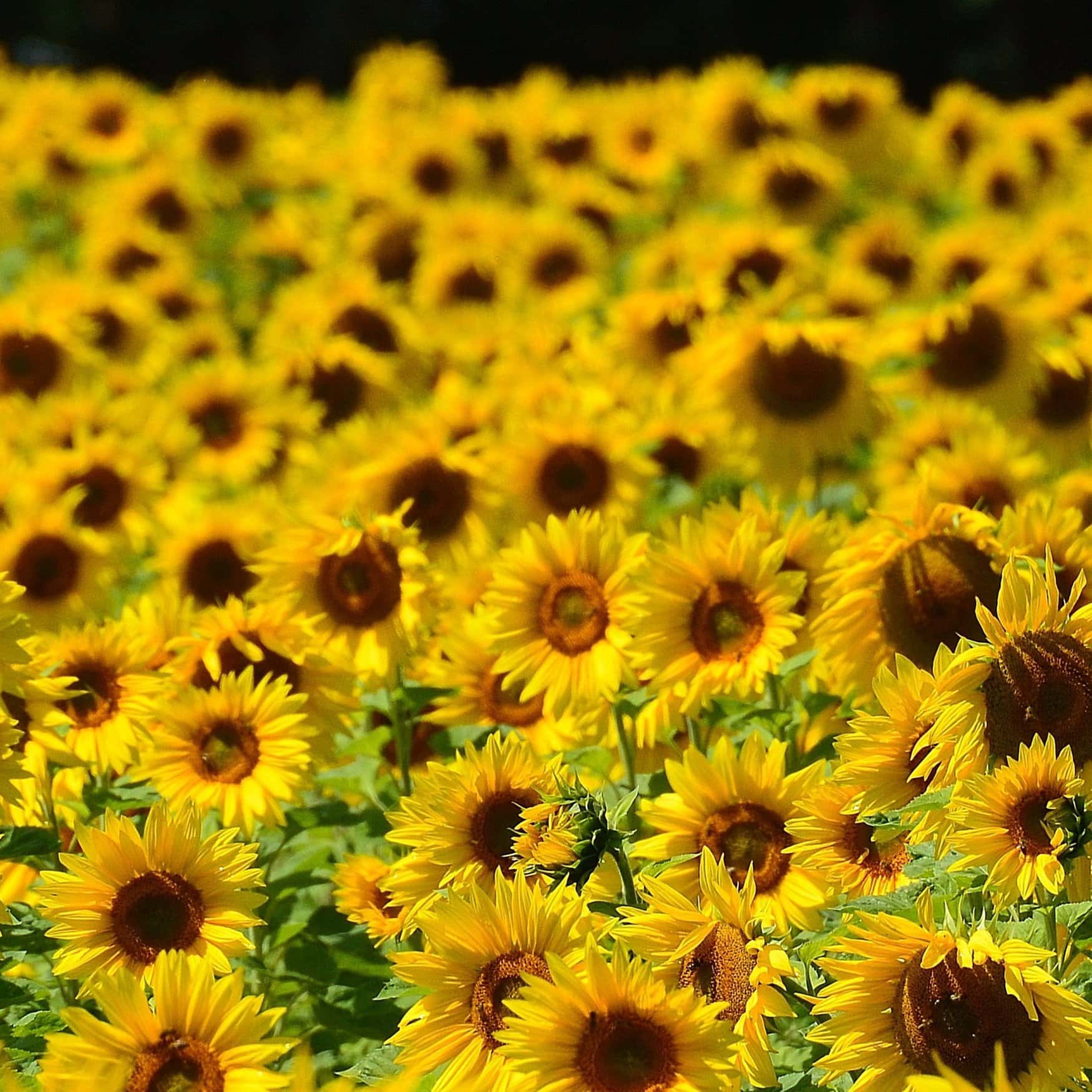 Органическое семеноводство набирает популярность