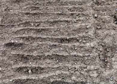 Посевные площади в Курганской области расширятся на 2,2%