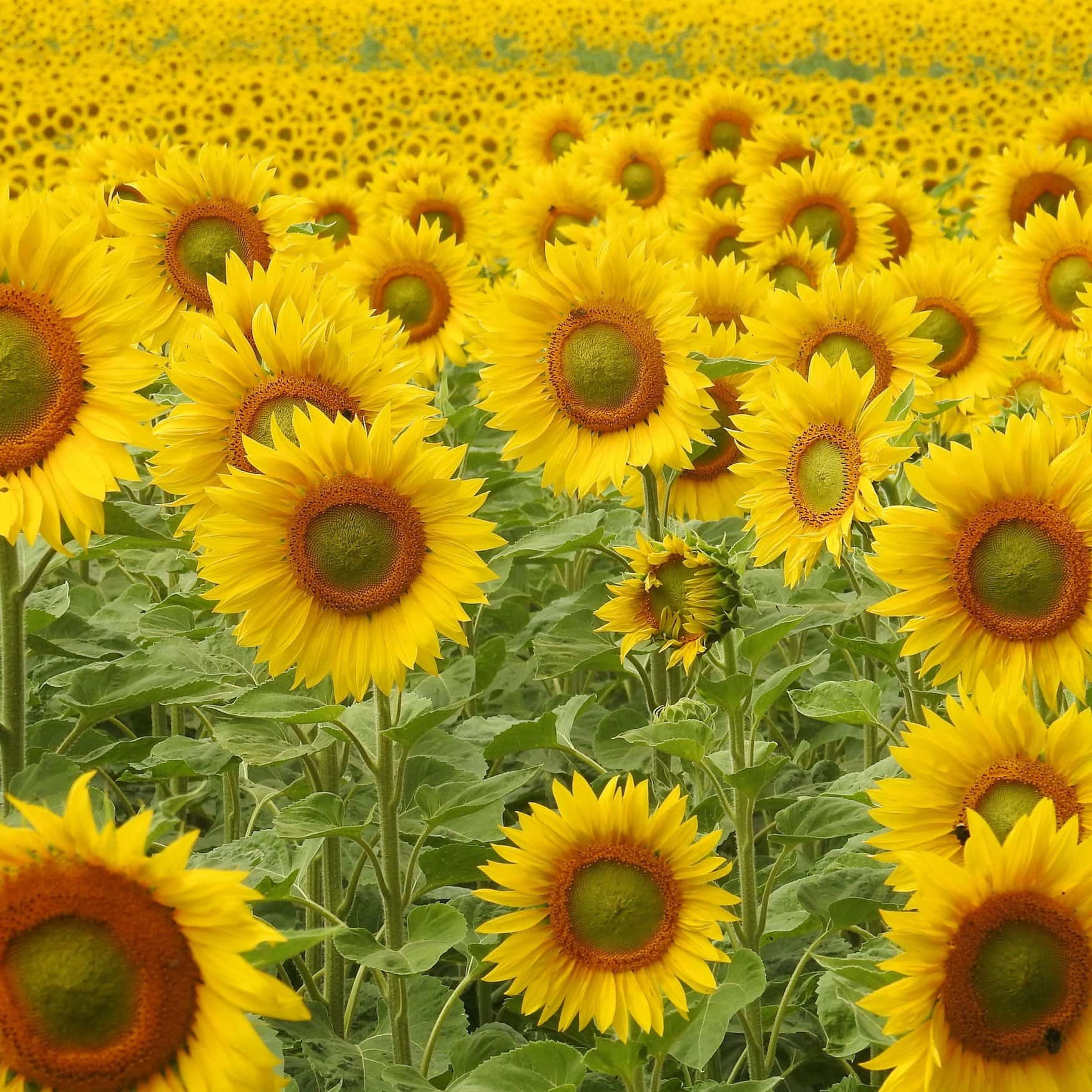 Syngenta запретили поставлять семена подсолнечника в Россию