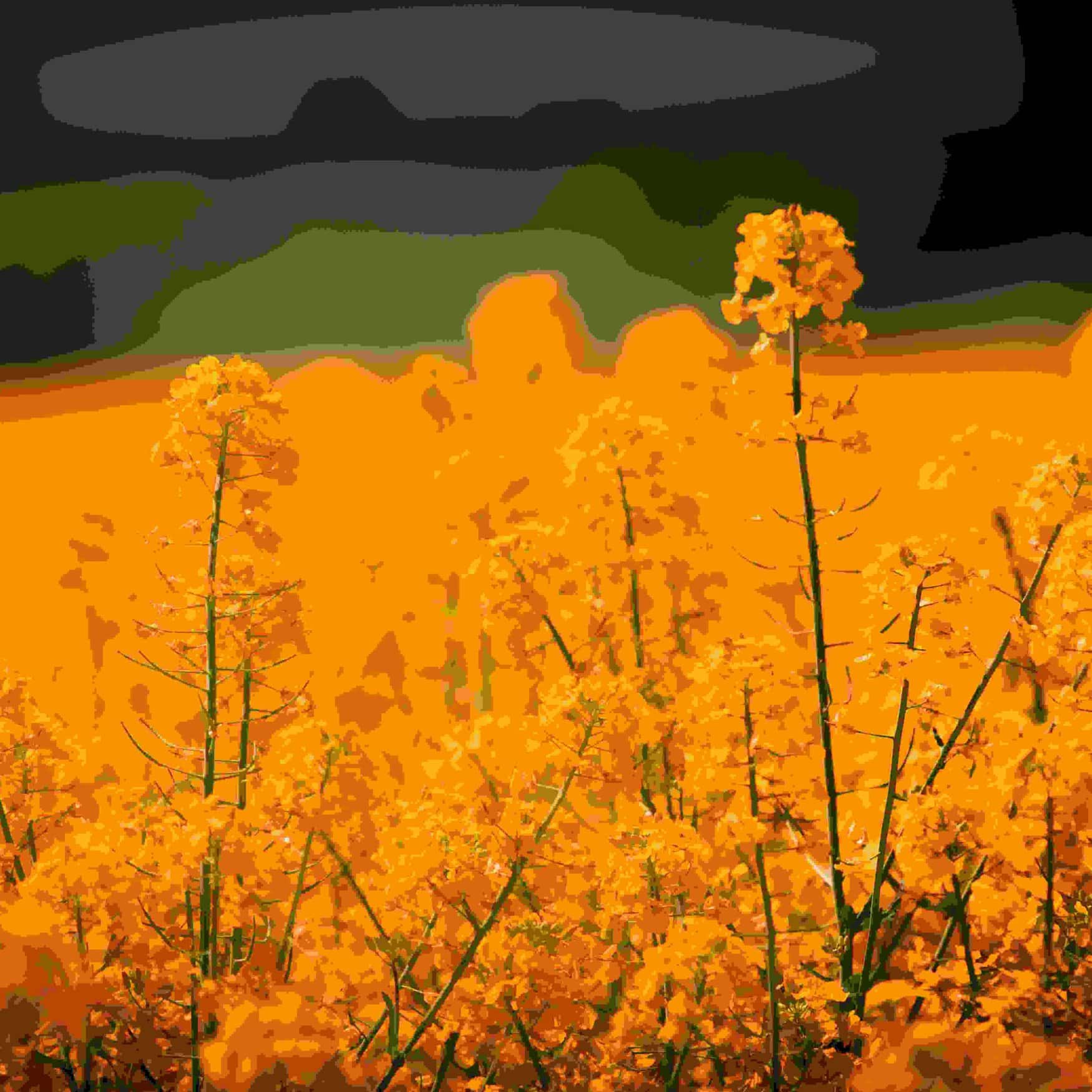 Shell займется генетикой масличных культур