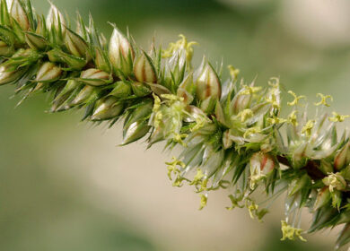 Агрессивный суперсорняк атаковал главные аграрные штаты Бразилии