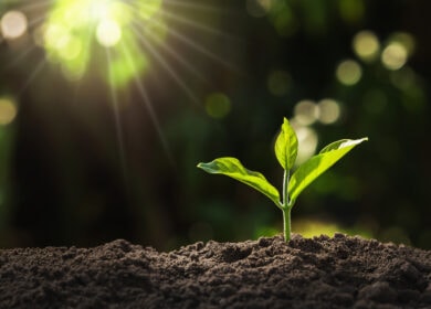 Рынок гуминовых биостимуляторов сильно вырастет к 2029 году