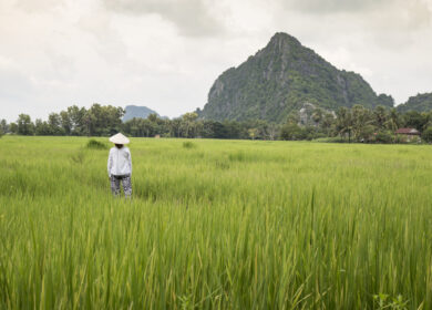 Камбоджийские власти озаботились качеством местных удобрений