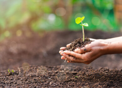 Российские ученые нашли способ повысить плодородие почв