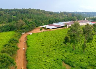 African Development Bank Group поможет Бурунди купить удобрения