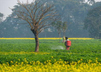 В 2022 году Индия увеличила импорт удобрений из РФ в 3,4 раза