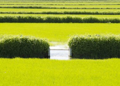 В США регистрируют новый гербицид для риса