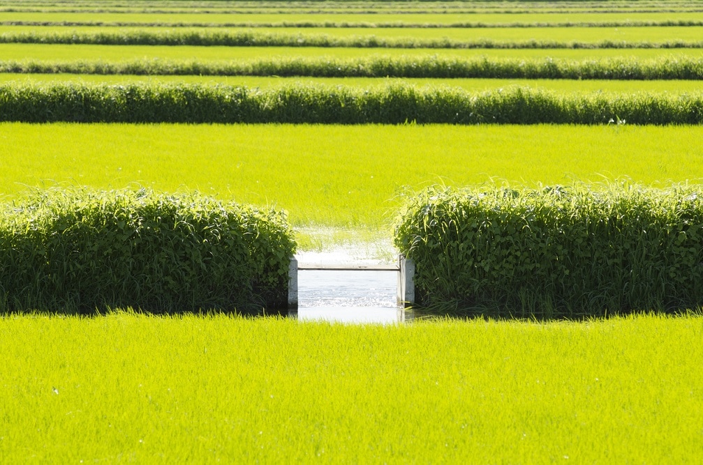 В США регистрируют новый гербицид для риса